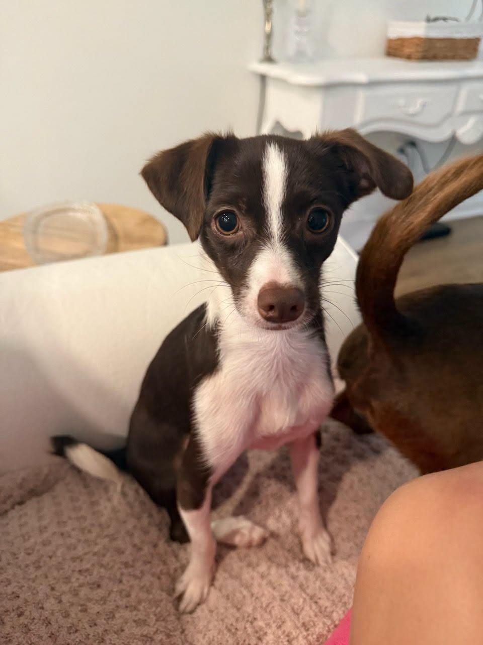 Enlarge Jacey and Joey Bonded Pair, a ADOPTABLE Chihuahua in Greenville, SC image 4/4
