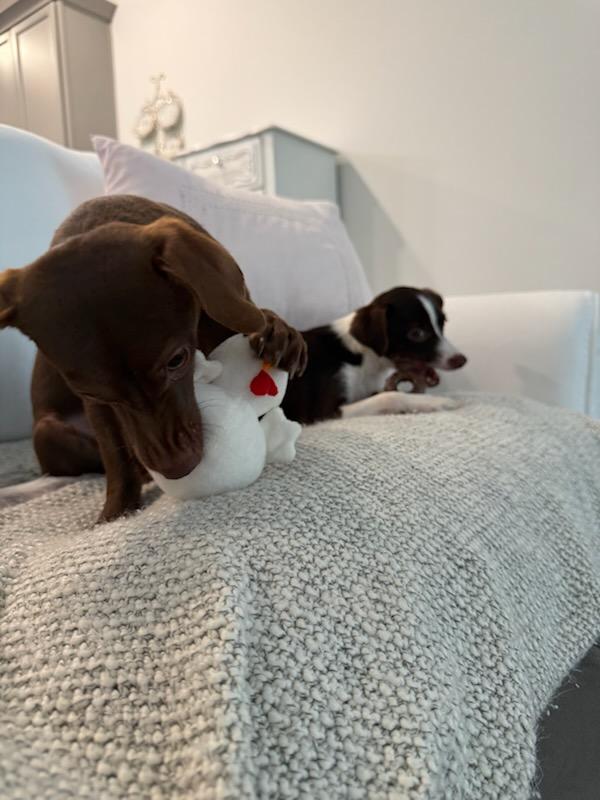 Enlarge Jacey and Joey Bonded Pair, a ADOPTABLE Chihuahua in Greenville, SC image 3/4