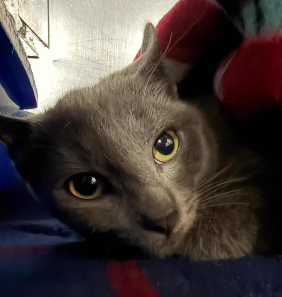 Alloy, Adoptable, Young Male Domestic Short Hair.