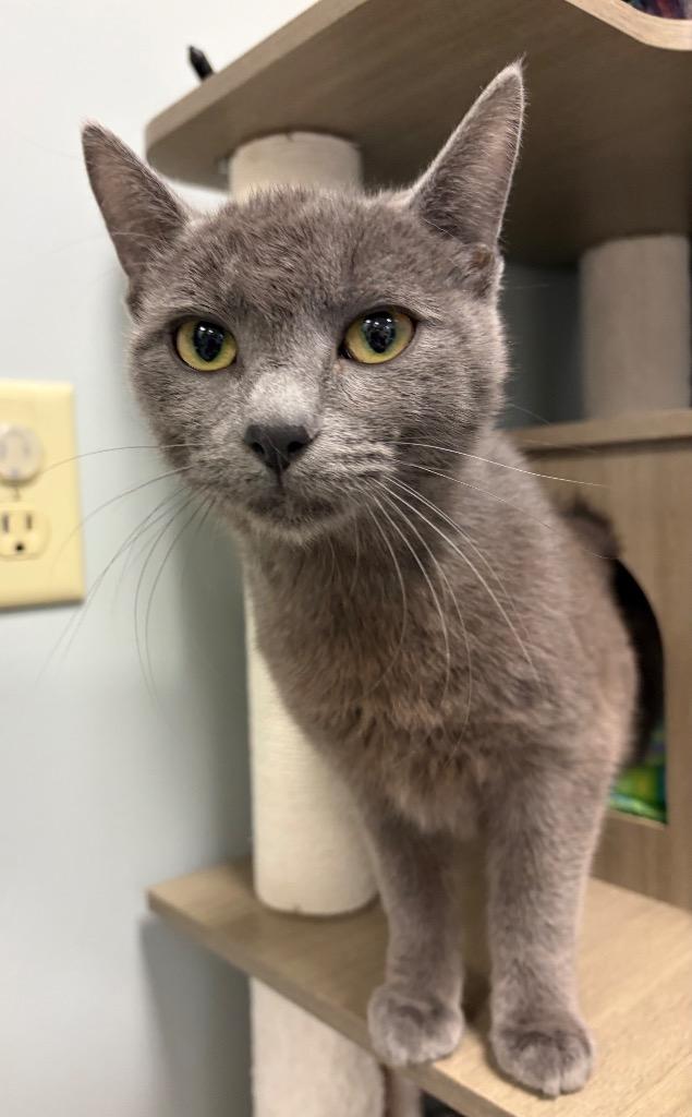 Alloy, a Adoptable mixed breed in Huntington, IN image 2/2