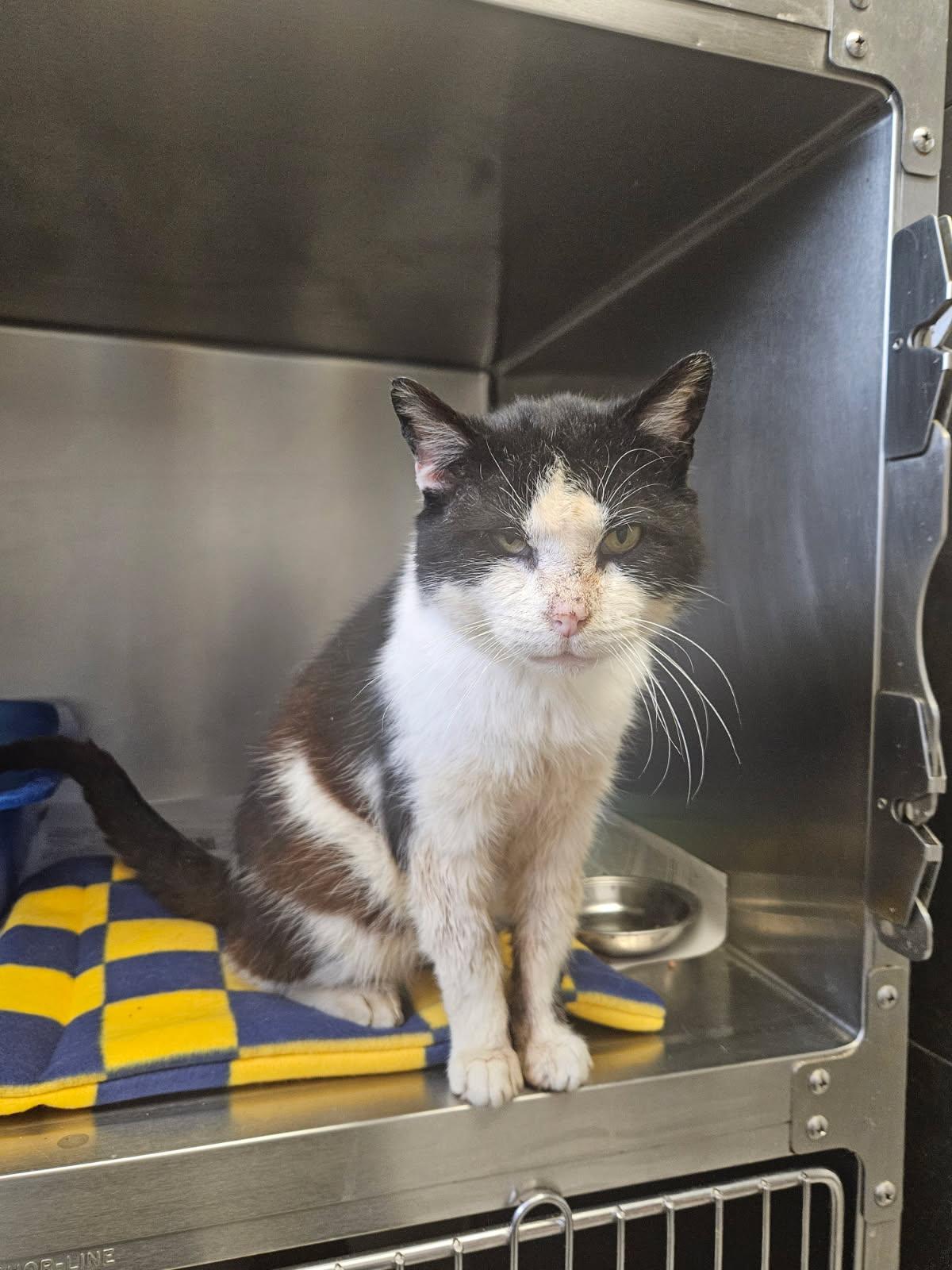 Enlarge Barry, an adopted Domestic Short Hair in Mansfield, OH image 2/2