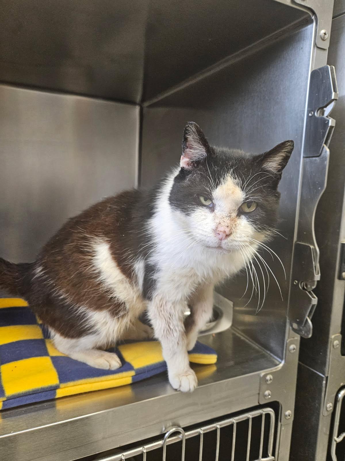 Barry, adopted, Senior Male Domestic Short Hair.