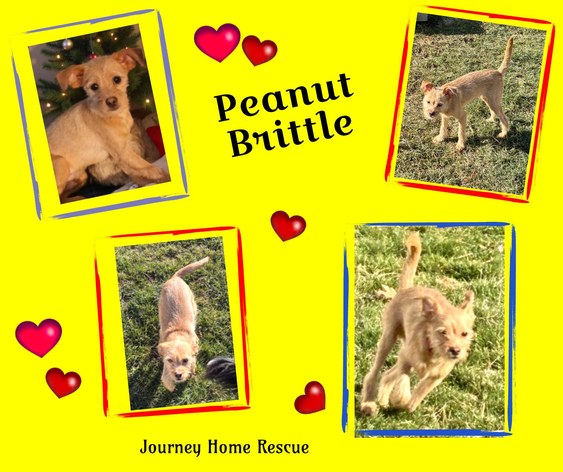 Enlarge Peanut Brittle, a ADOPTABLE mixed breed in East Wenatchee, WA image 1/1