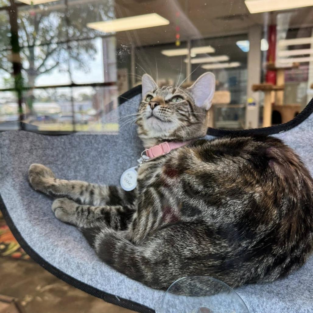 Enlarge Miss Vickie, a Adoptable Domestic Short Hair in Huntsville, AL image 1/6