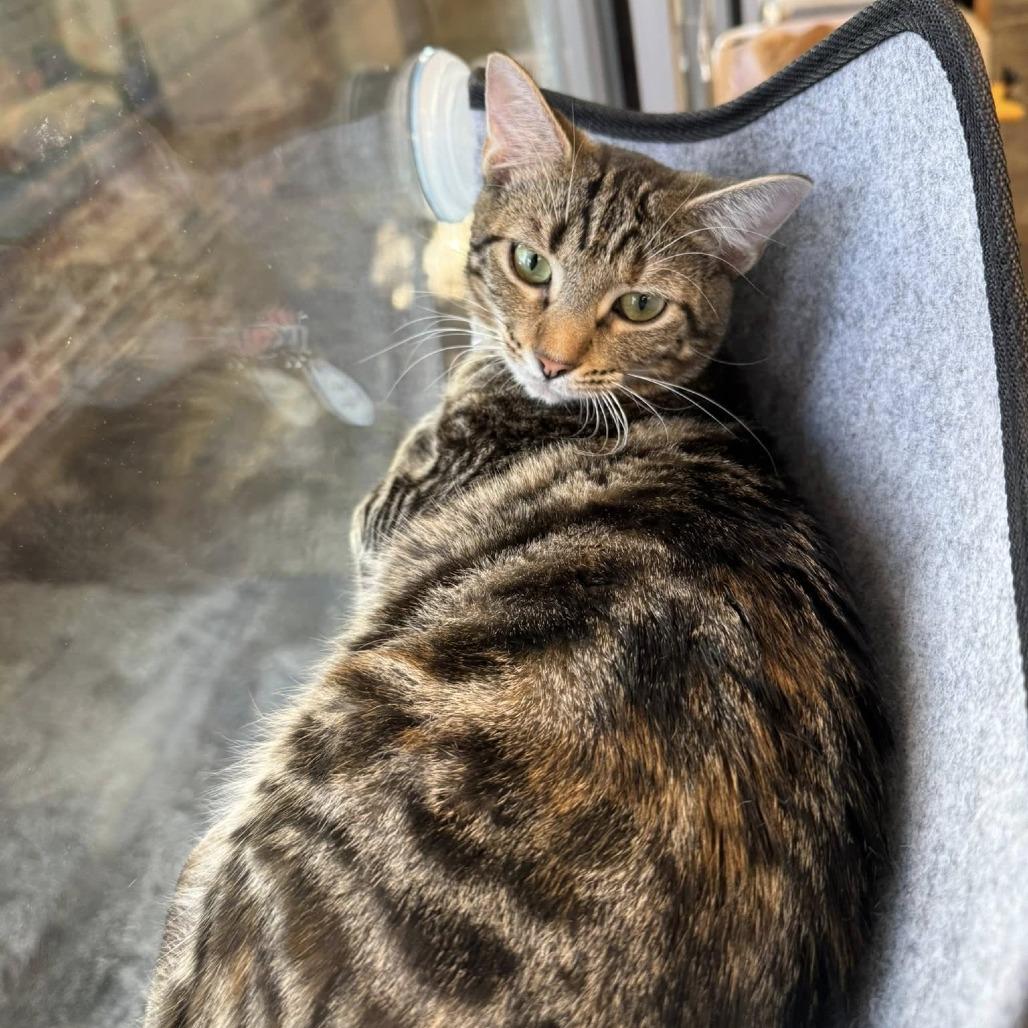 Enlarge *Miss Vickie, a Adoptable Domestic Short Hair in Huntsville, AL image 2/5