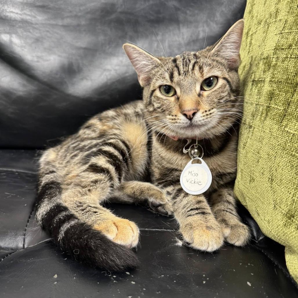 Enlarge Miss Vickie, a Adoptable Domestic Short Hair in Huntsville, AL image 3/6