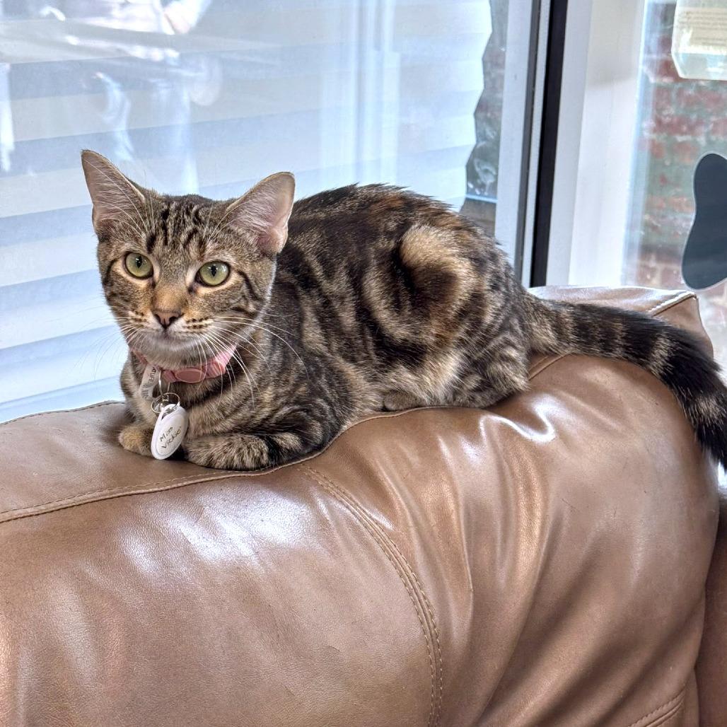 Enlarge Miss Vickie, a Adoptable Domestic Short Hair in Huntsville, AL image 4/6