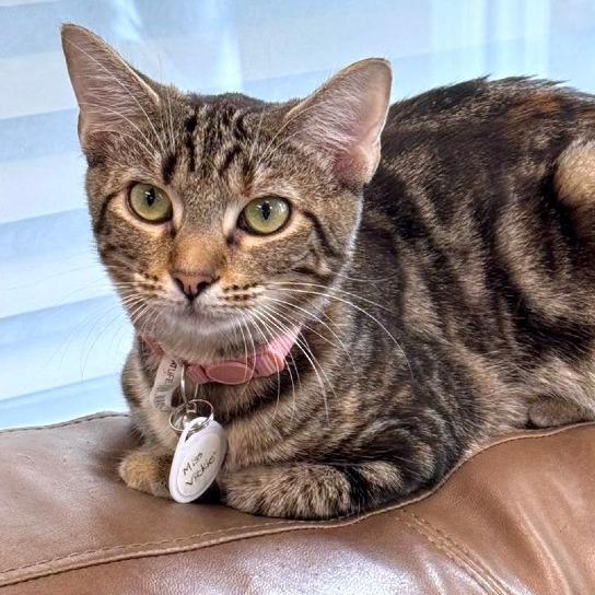 *Miss Vickie, a Adoptable Domestic Short Hair in Huntsville, AL image 3/5