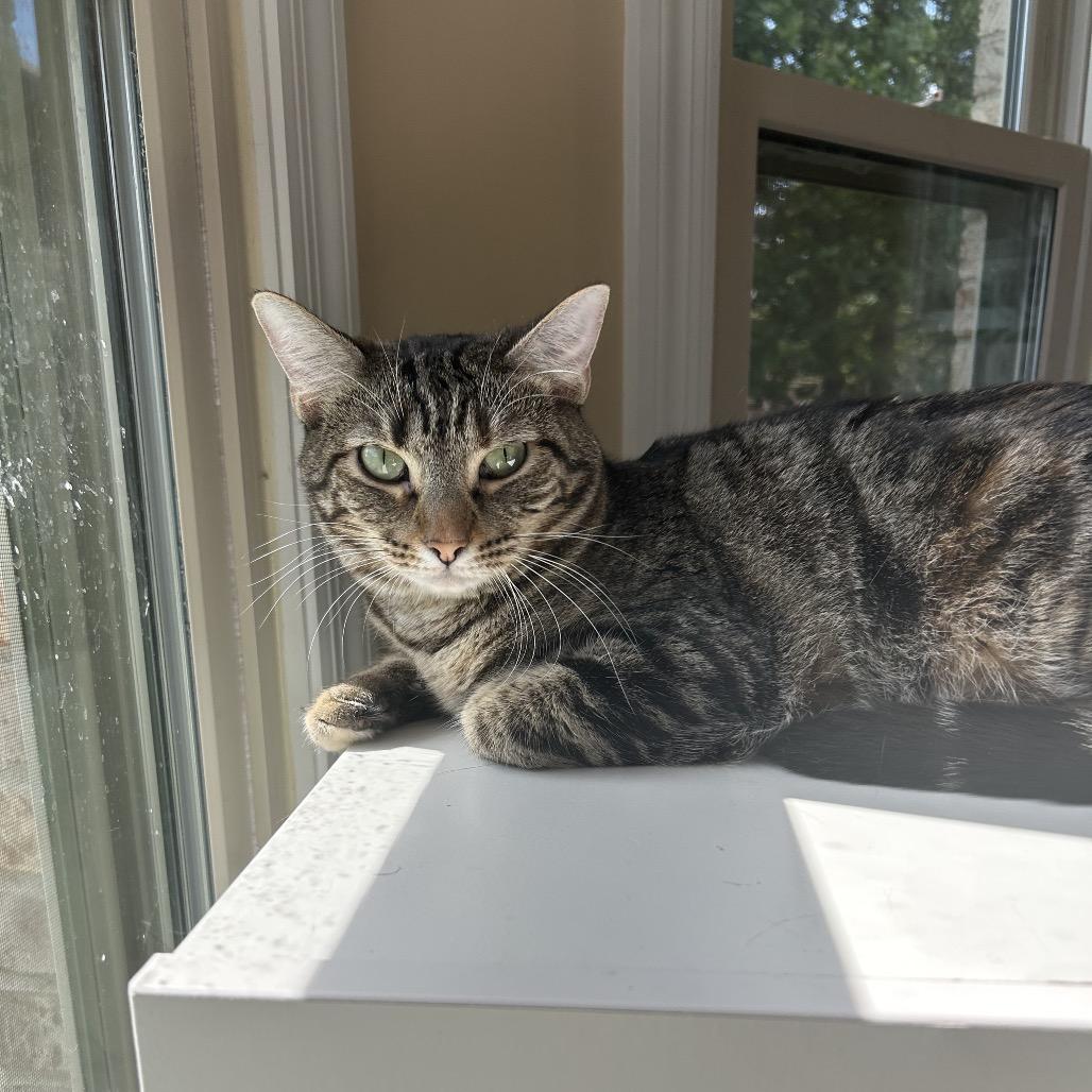 Enlarge *Miss Vickie, a Adoptable Domestic Short Hair in Huntsville, AL image 4/5