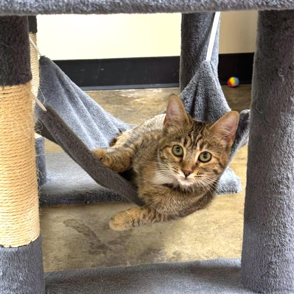 Enlarge *Miss Vickie, a Adoptable Domestic Short Hair in Huntsville, AL image 4/5