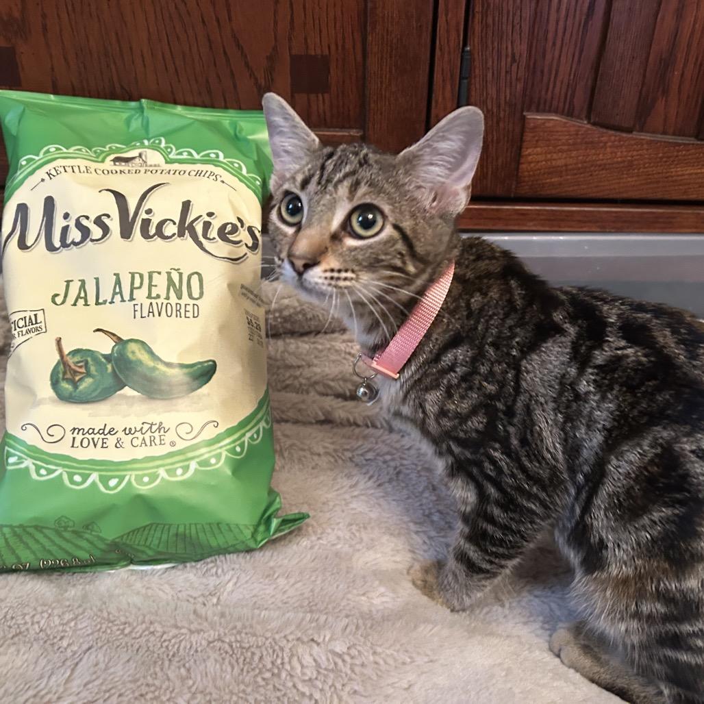 Enlarge Miss Vickie, a Adoptable Domestic Short Hair in Huntsville, AL image 5/6