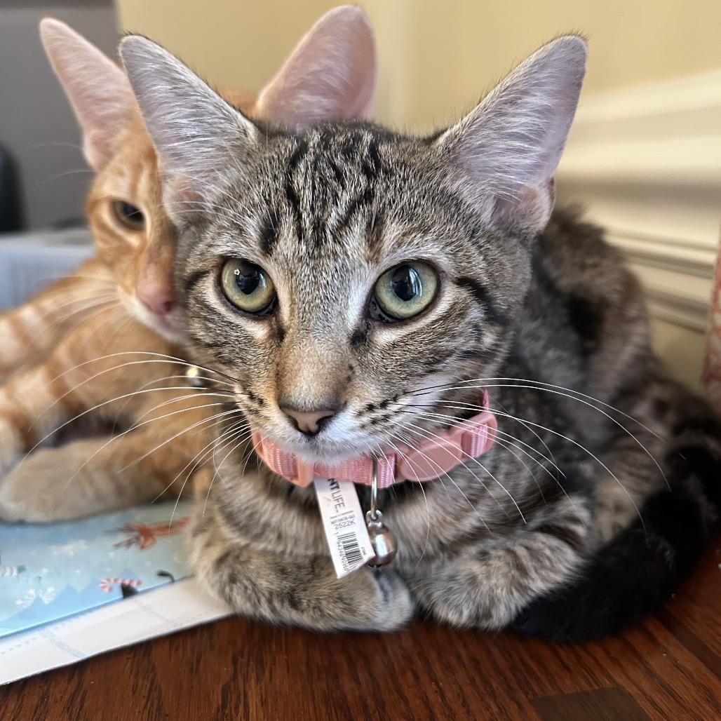 Enlarge Miss Vickie, a Adoptable Domestic Short Hair in Huntsville, AL image 6/6