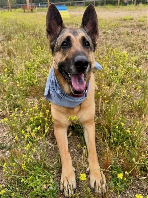 Enlarge BRIXTON, a Adoptable mixed breed in San Luis Obispo, CA image 1/1