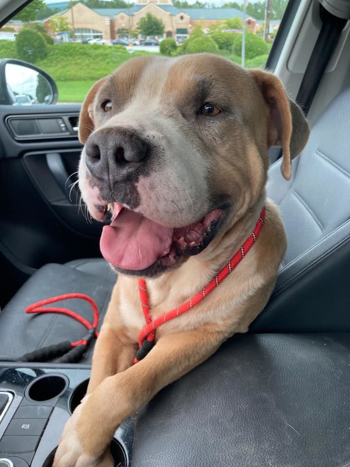 Enlarge Mikey Miko, a Adoptable mixed breed in Roswell, GA image 2/15