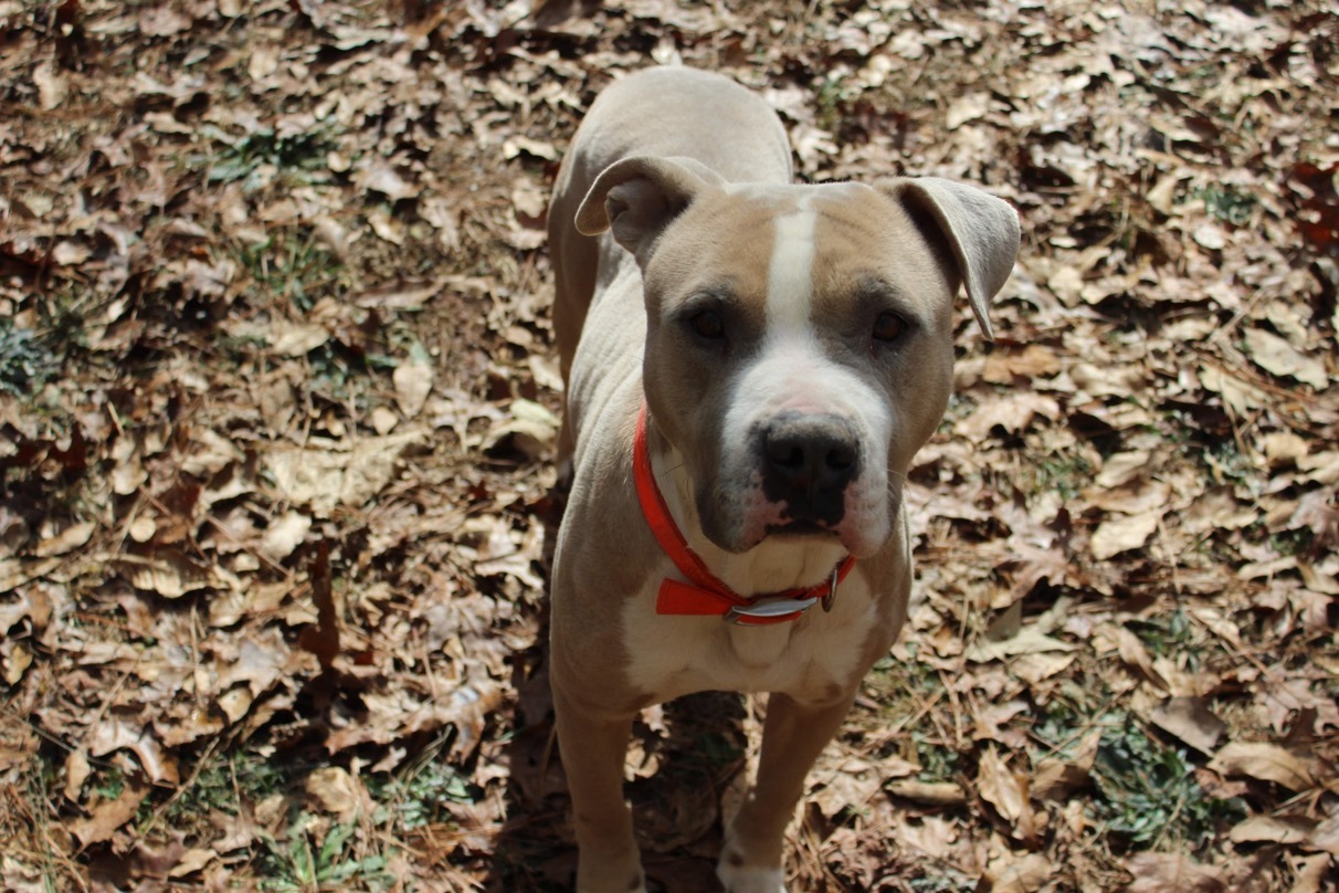 Enlarge Mikey Miko, a Adoptable mixed breed in Roswell, GA image 3/15