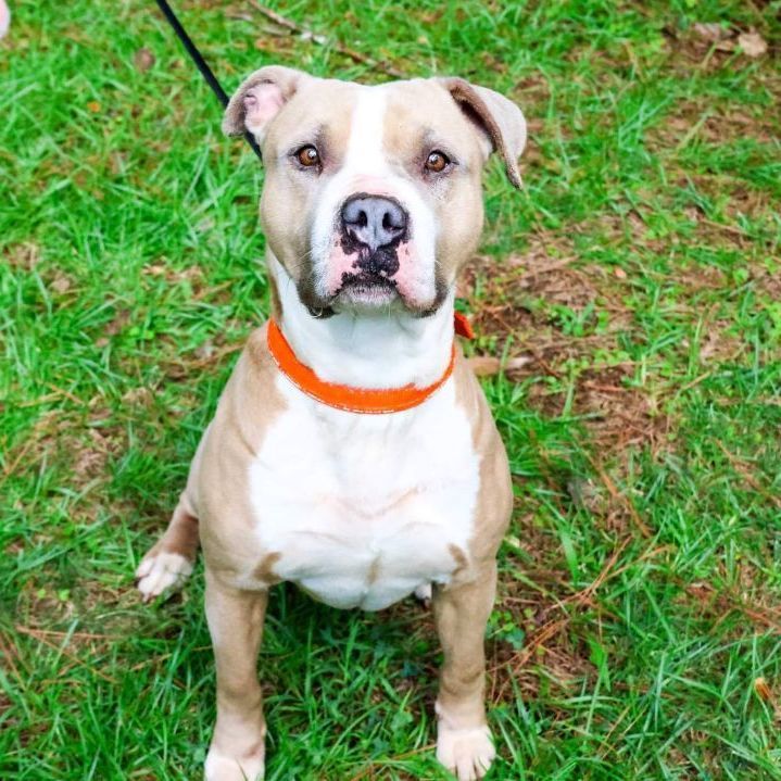 Enlarge Mikey Miko, a Adoptable mixed breed in Roswell, GA image 4/15