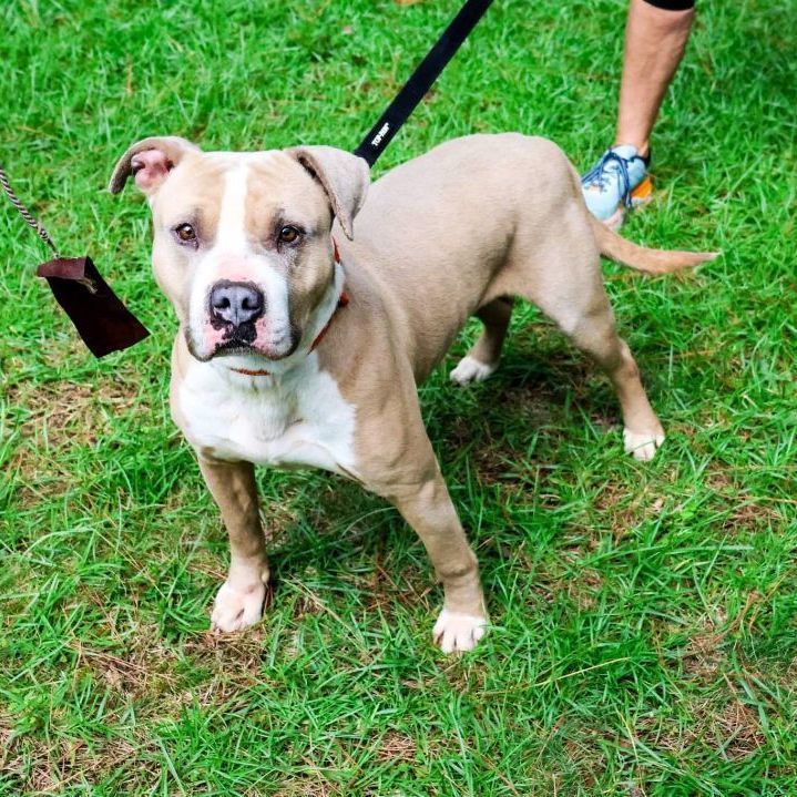Enlarge Mikey Miko, a Adoptable mixed breed in Roswell, GA image 5/15