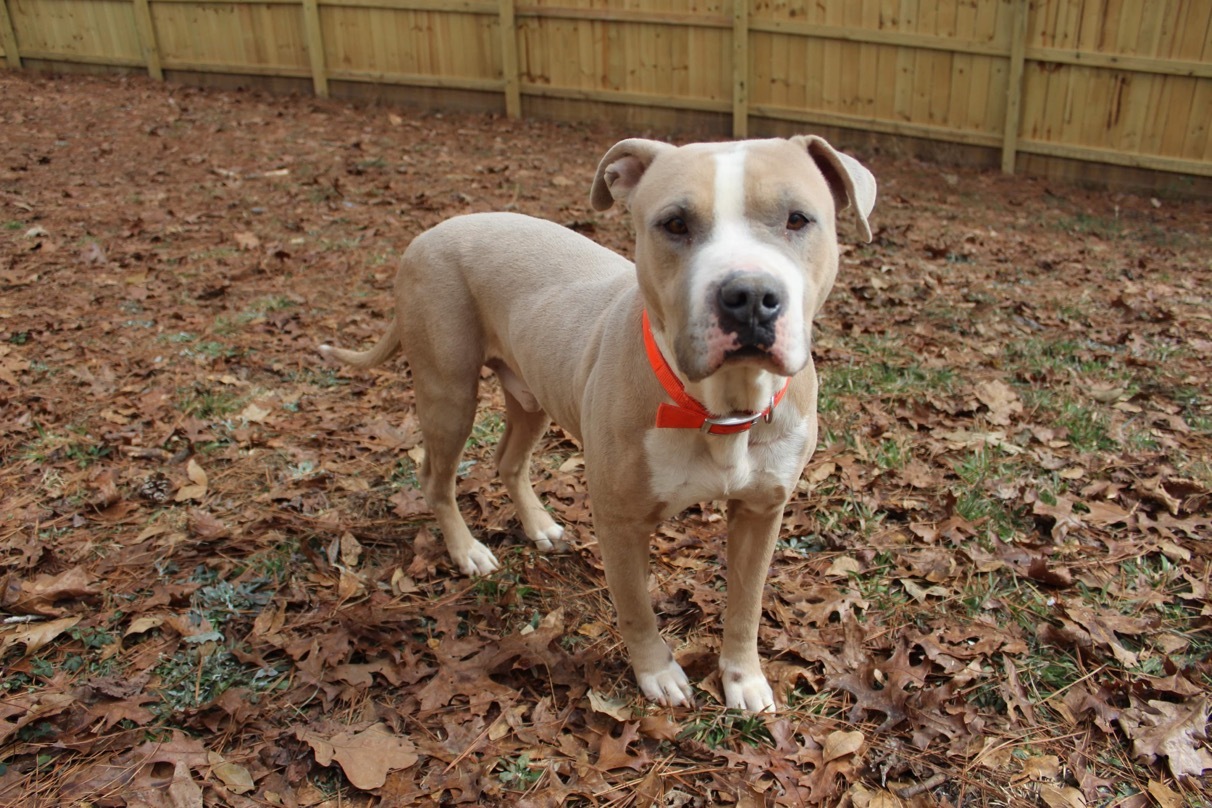 Enlarge Mikey Miko, a Adoptable mixed breed in Roswell, GA image 8/15