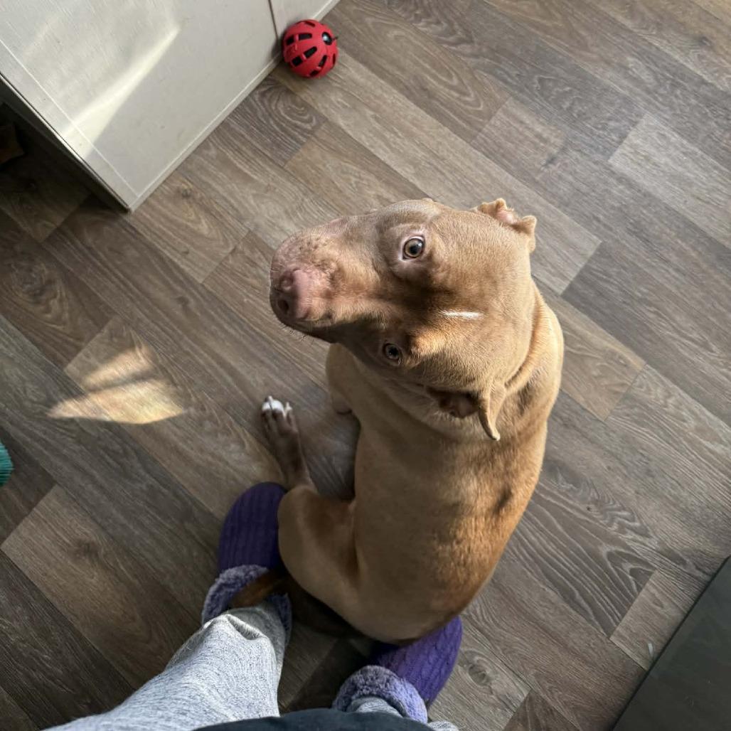Enlarge Jericho, a Adoptable American Bully in Fayetteville, NC image 6/6