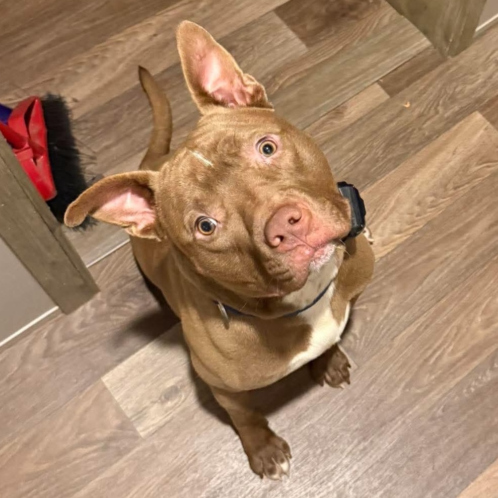 Enlarge Jericho, a Adoptable American Bully in Fayetteville, NC image 2/6