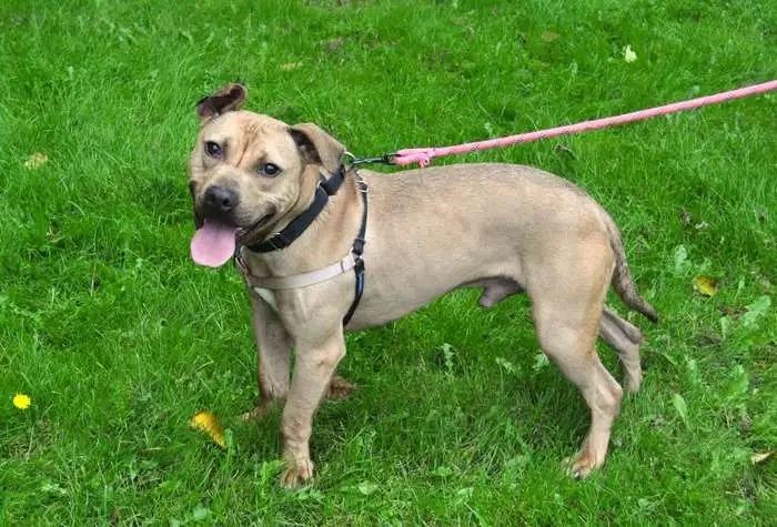 Zuma ICD-086-24, Adoptable, Young Male Pit Bull Terrier & Affenpinscher.