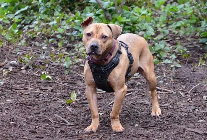 Enlarge Zuma ICD-086-24, a Adoptable mixed breed in Coupeville, WA image 2/6