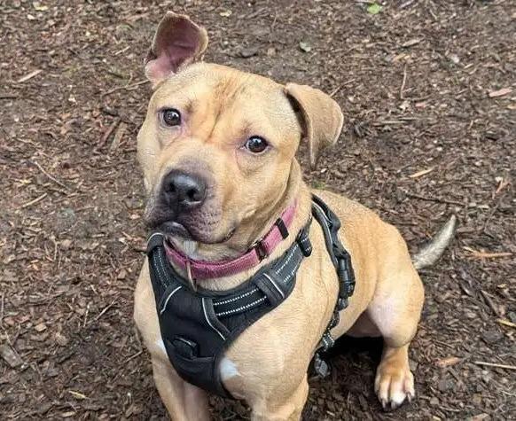 Enlarge Zuma ICD-086-24, a Adoptable mixed breed in Coupeville, WA image 4/6