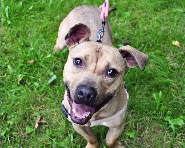 Enlarge Zuma ICD-086-24, a Adoptable mixed breed in Coupeville, WA image 5/6