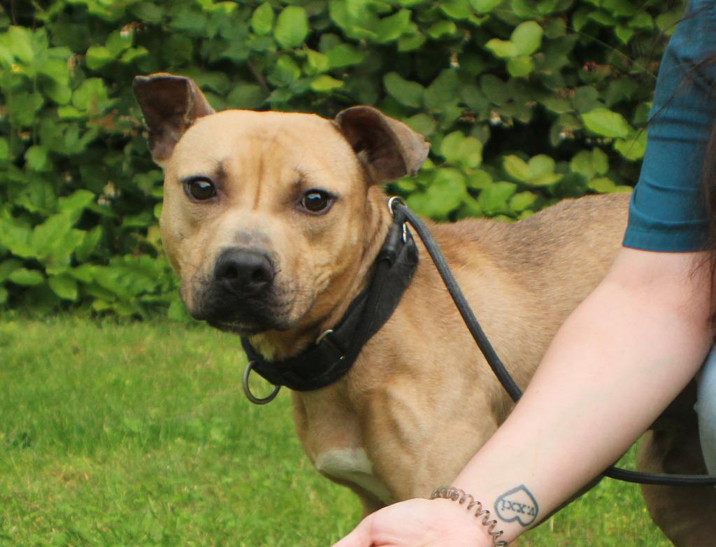 Enlarge Zuma ICD-086-24, a Adoptable mixed breed in Coupeville, WA image 6/6