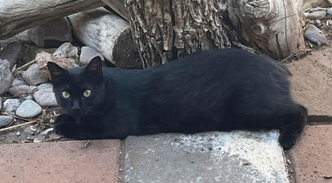 Inkspot, a Adoptable Domestic Short Hair image 1/4