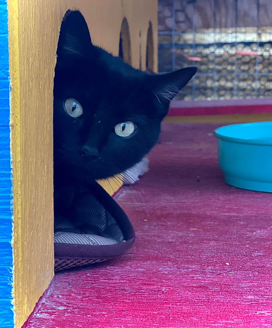 Inkspot, a Adoptable Domestic Short Hair image 2/4