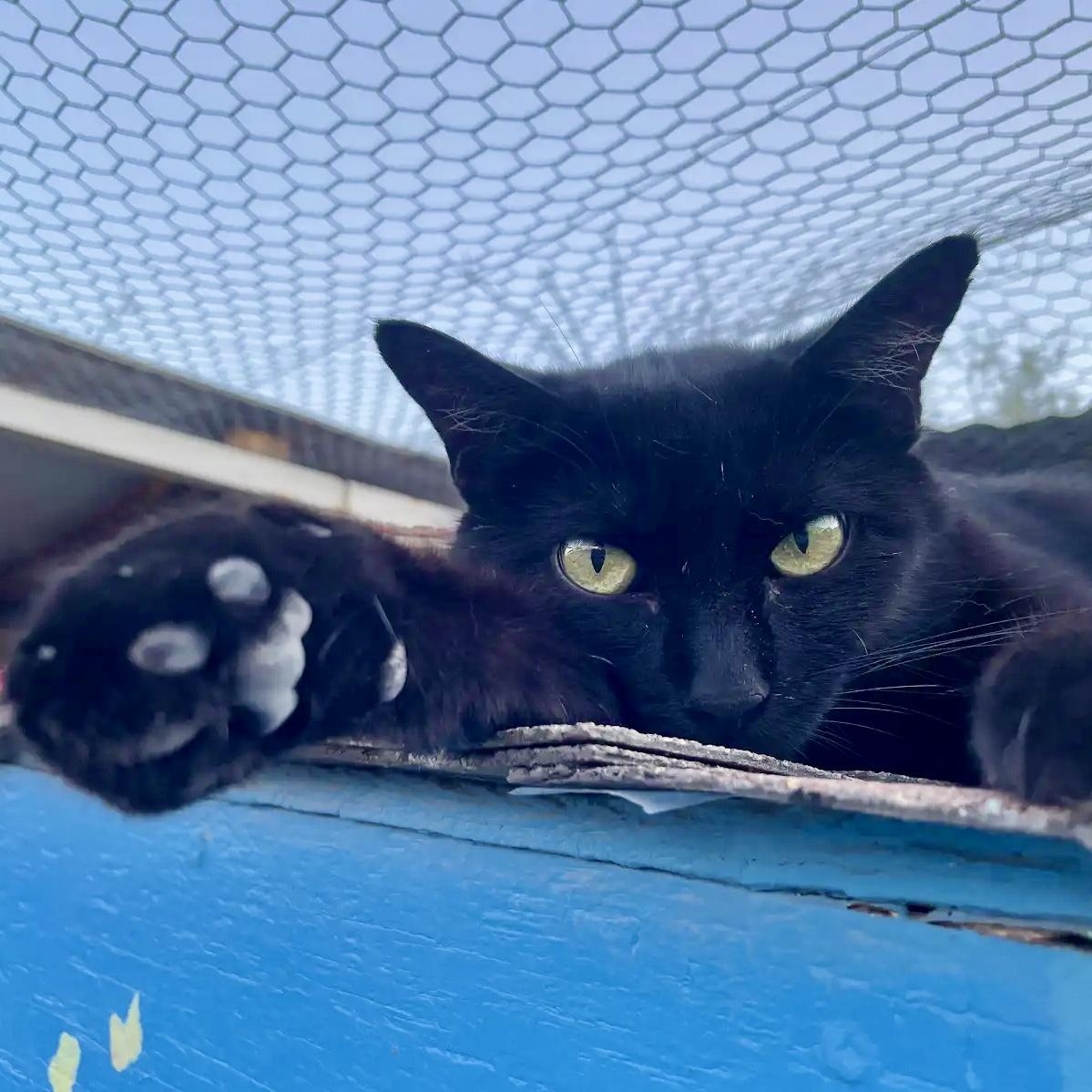 Inkspot, an adoptable Domestic Short Hair in Williamsburg, NM, 87942 | Photo Image 1