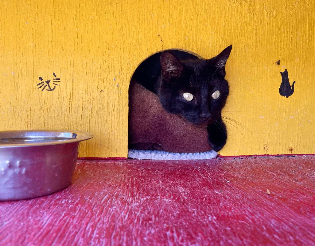 Enlarge Inkspot, a Adoptable Domestic Short Hair in Williamsburg, NM image 3/4