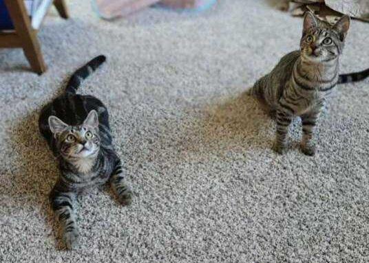 Enlarge Jasper and Ruby, a Adopted Domestic Short Hair in Arlington, WA image 6/6