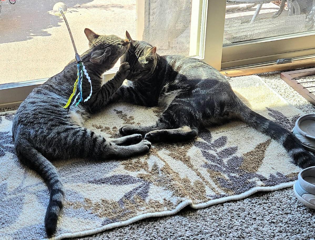 Enlarge Jasper and Ruby, a Adopted Domestic Short Hair in Arlington, WA image 1/6