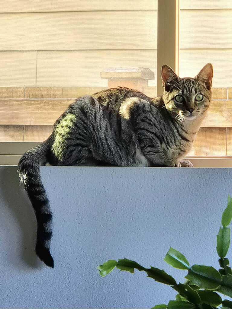 Enlarge Jasper and Ruby, a Adopted Domestic Short Hair in Arlington, WA image 5/6
