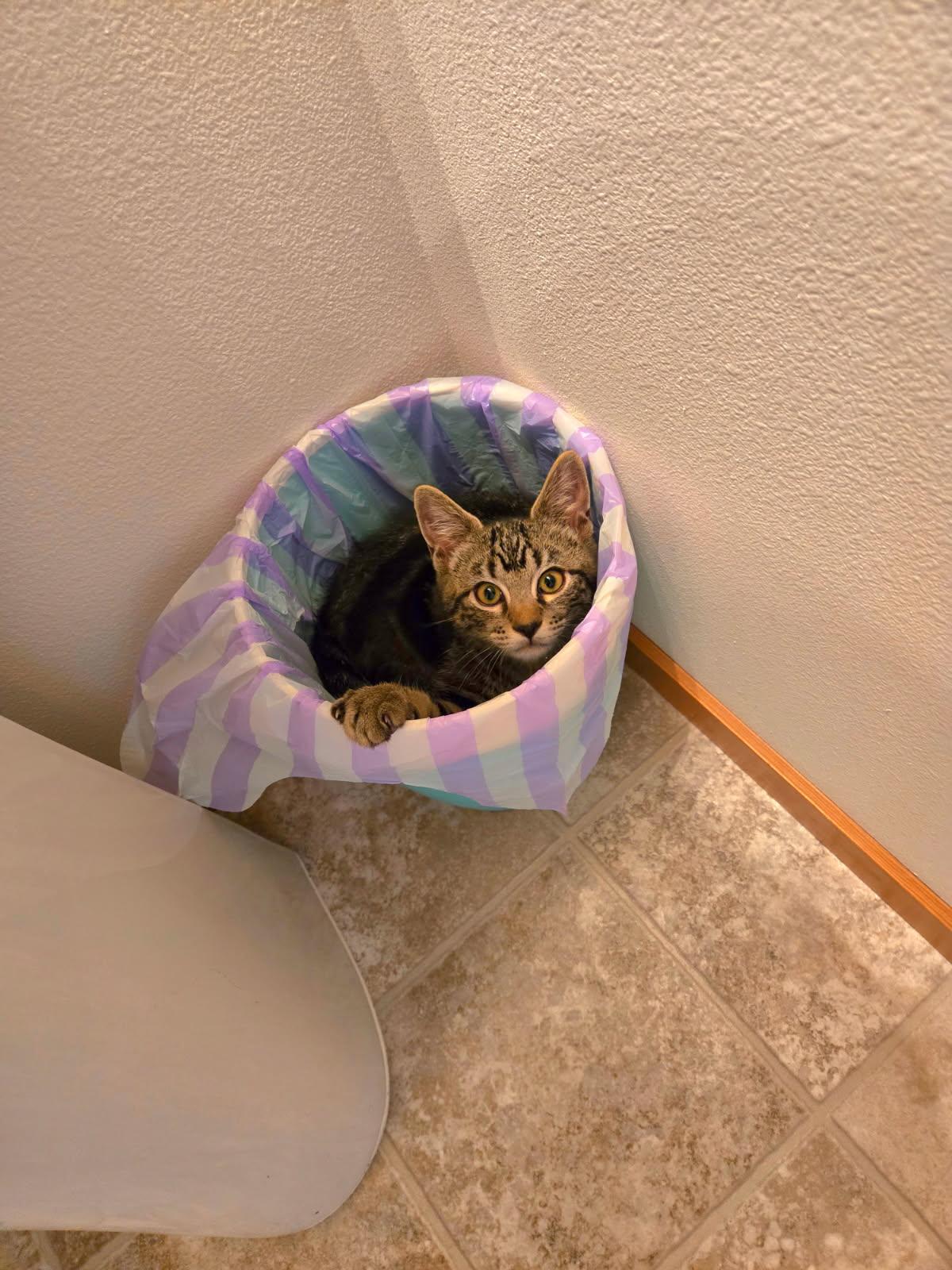 Jasper, a ADOPTABLE Domestic Short Hair in Arlington, WA image 2/3