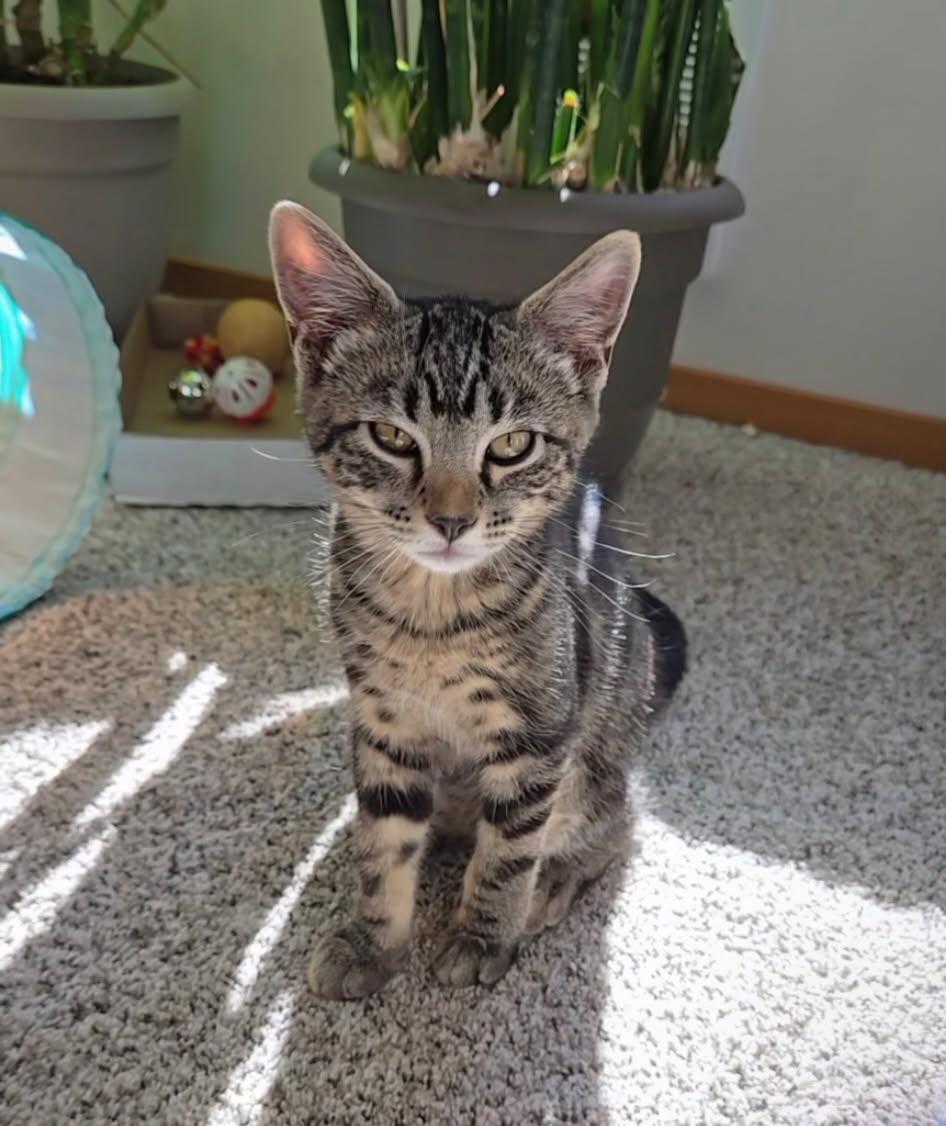 Jasper, ADOPTABLE, Kitten Male Domestic Short Hair.