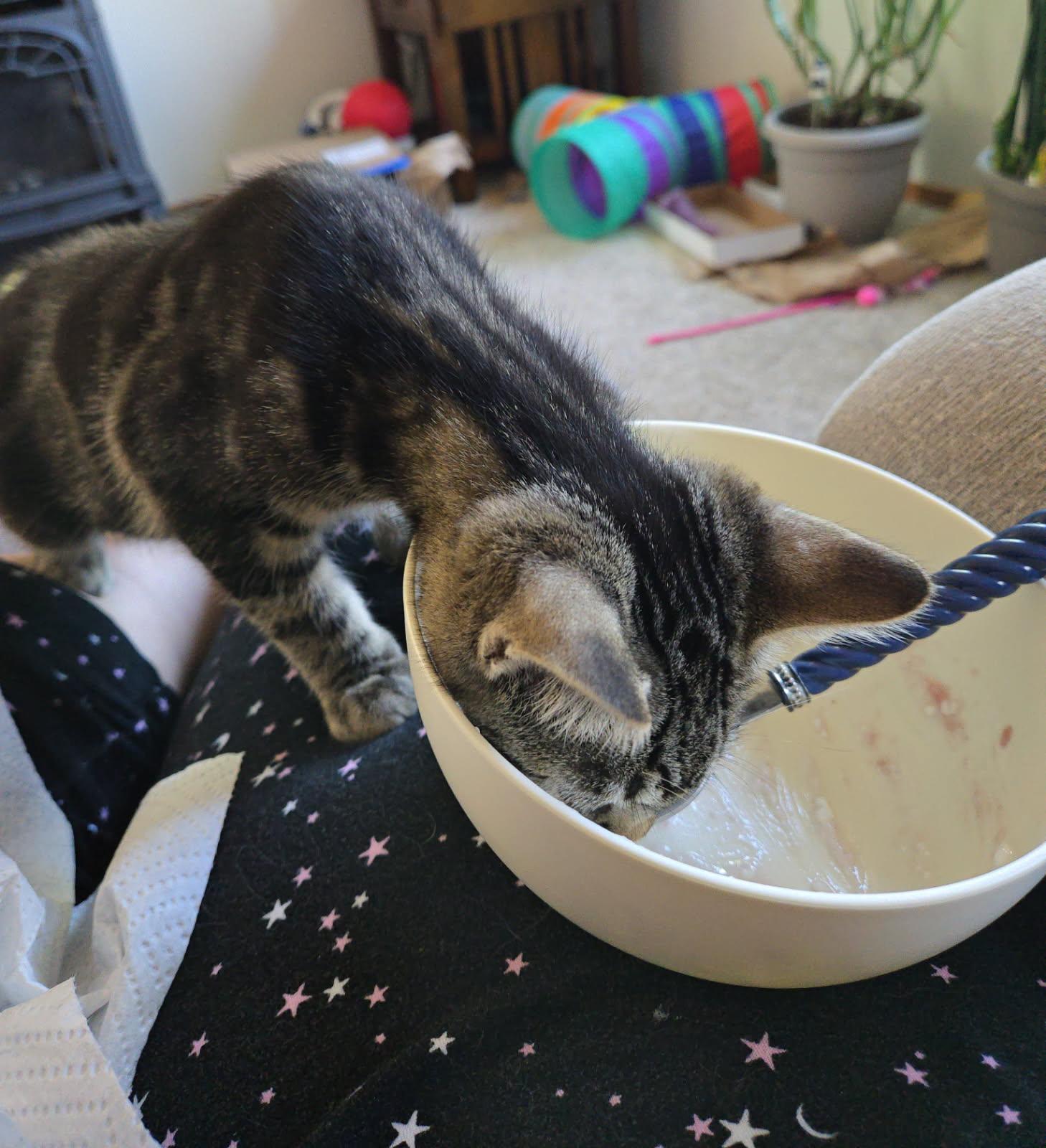 Jasper, a ADOPTABLE Domestic Short Hair in Arlington, WA image 3/3