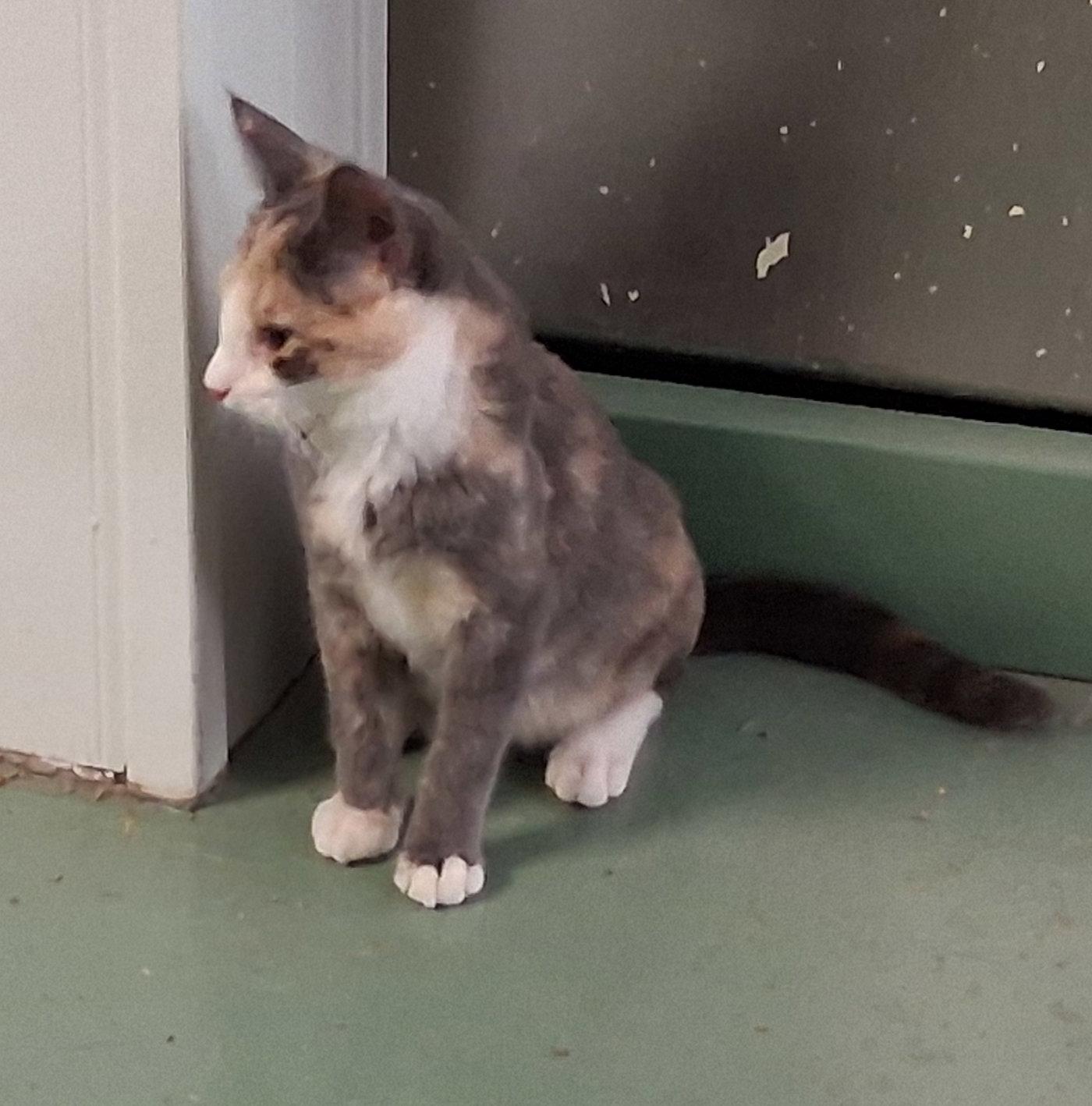 Julie, Adoptable, Kitten Female Dilute Calico.