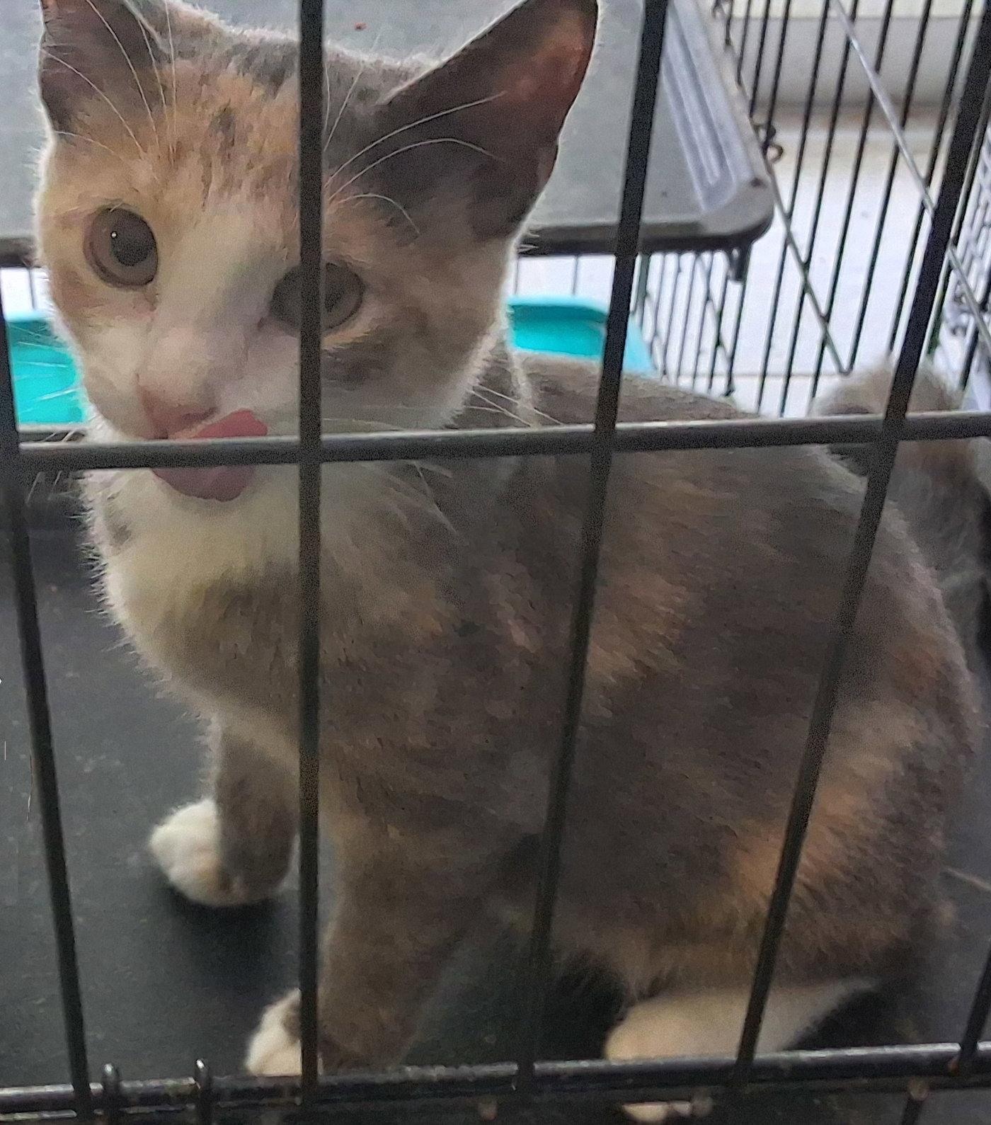 Enlarge Julie, a Adoptable Dilute Calico in Mcconnelsville, OH image 2/3