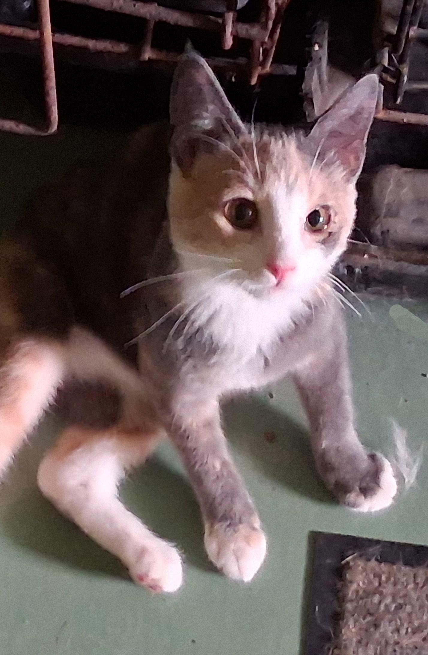 Enlarge Julie, a Adoptable Dilute Calico in Mcconnelsville, OH image 3/3