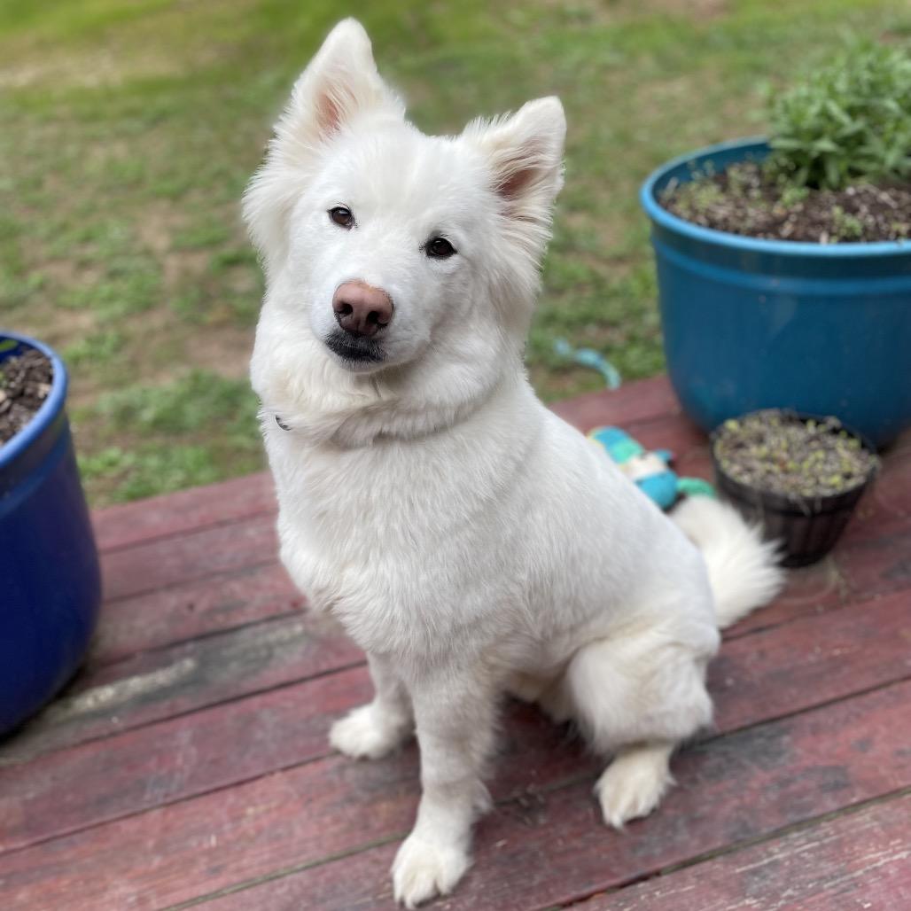 Enlarge Suzi, a Adoptable Siberian Husky in Fayetteville, GA image 2/6