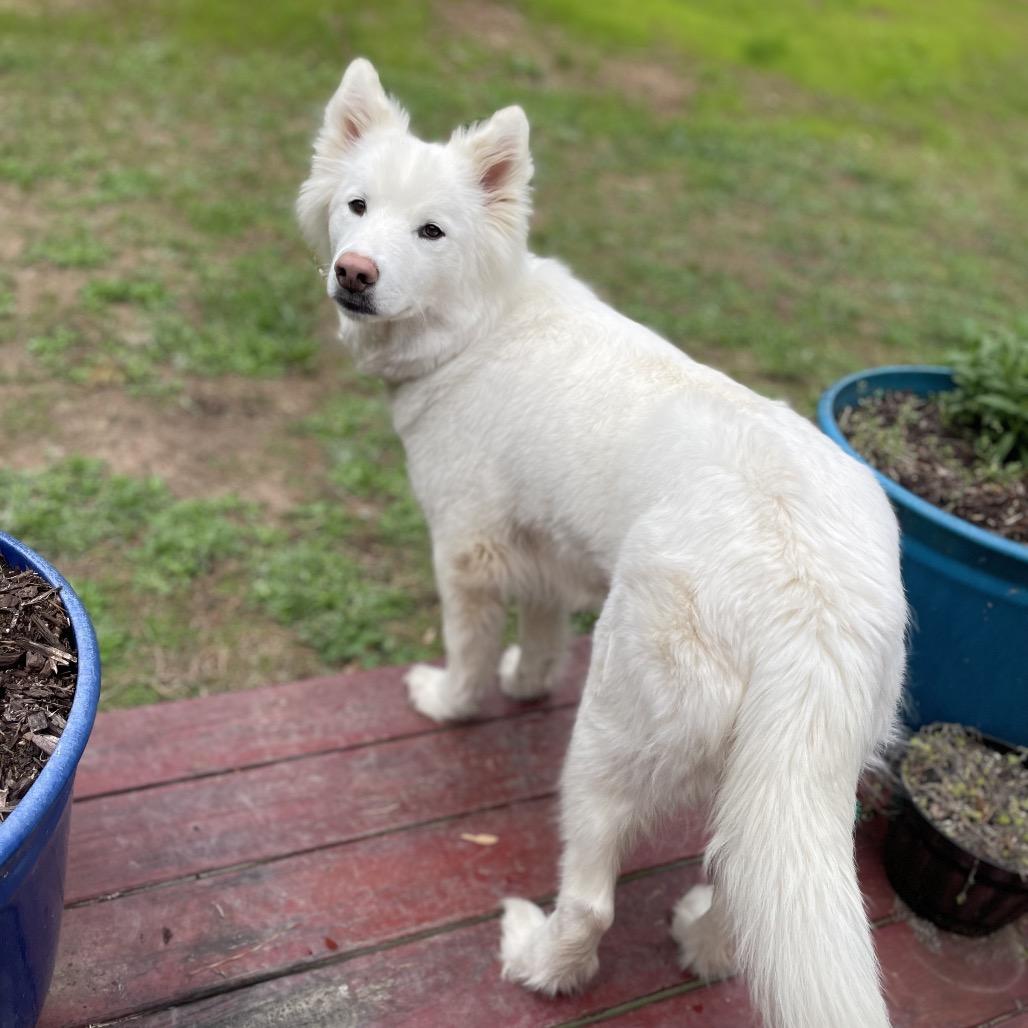 Enlarge Suzi, a Adoptable Siberian Husky in Fayetteville, GA image 3/6