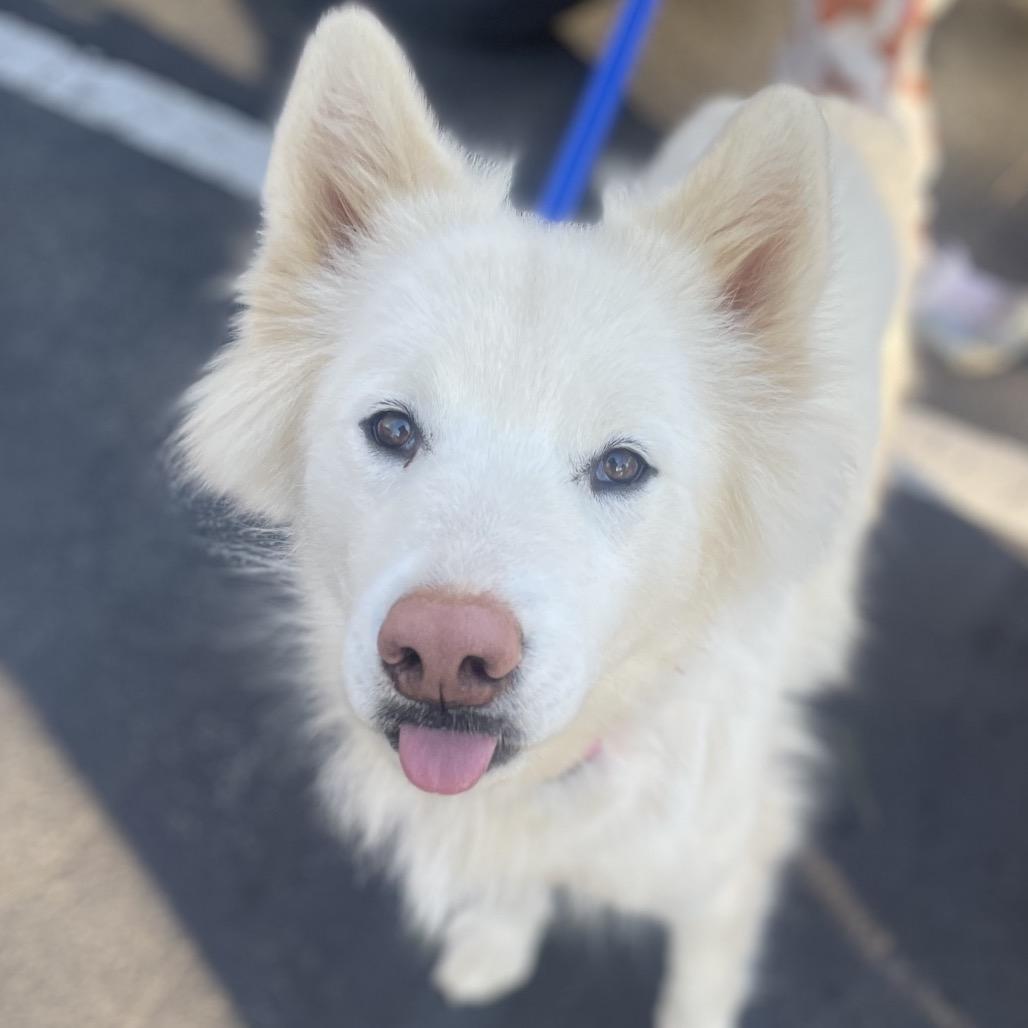 Enlarge Suzi, a Adoptable Siberian Husky in Fayetteville, GA image 6/6