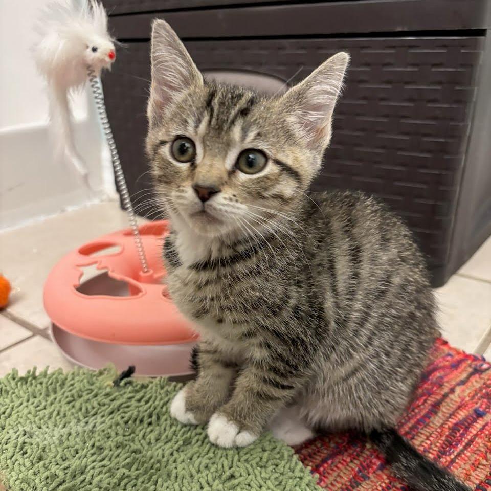 Enlarge Zarina, a Adoptable Domestic Short Hair in Williston, FL image 3/4