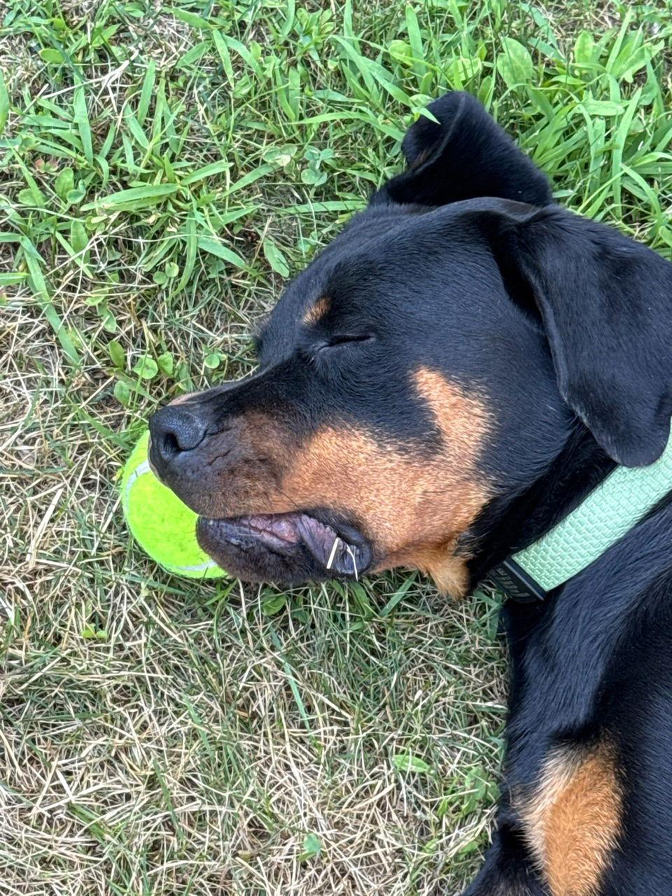 Enlarge Scarlett, a Adopted Rottweiler in Hillsboro, NH image 1/3