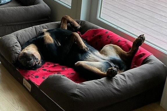 Enlarge Scarlett, a Adopted Rottweiler in Hillsboro, NH image 2/3