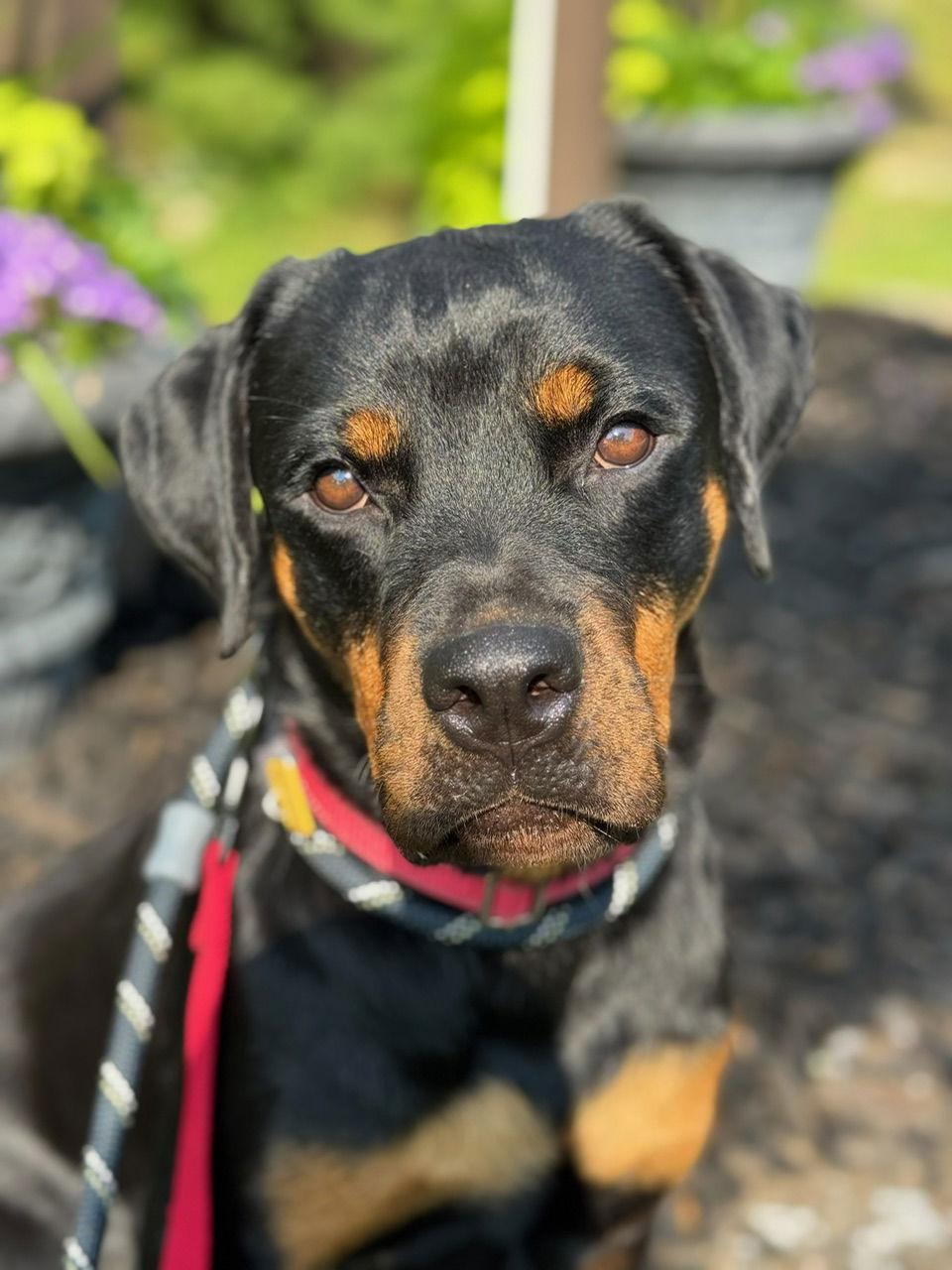 Enlarge Scarlett, a Adopted Rottweiler in Hillsboro, NH image 3/3