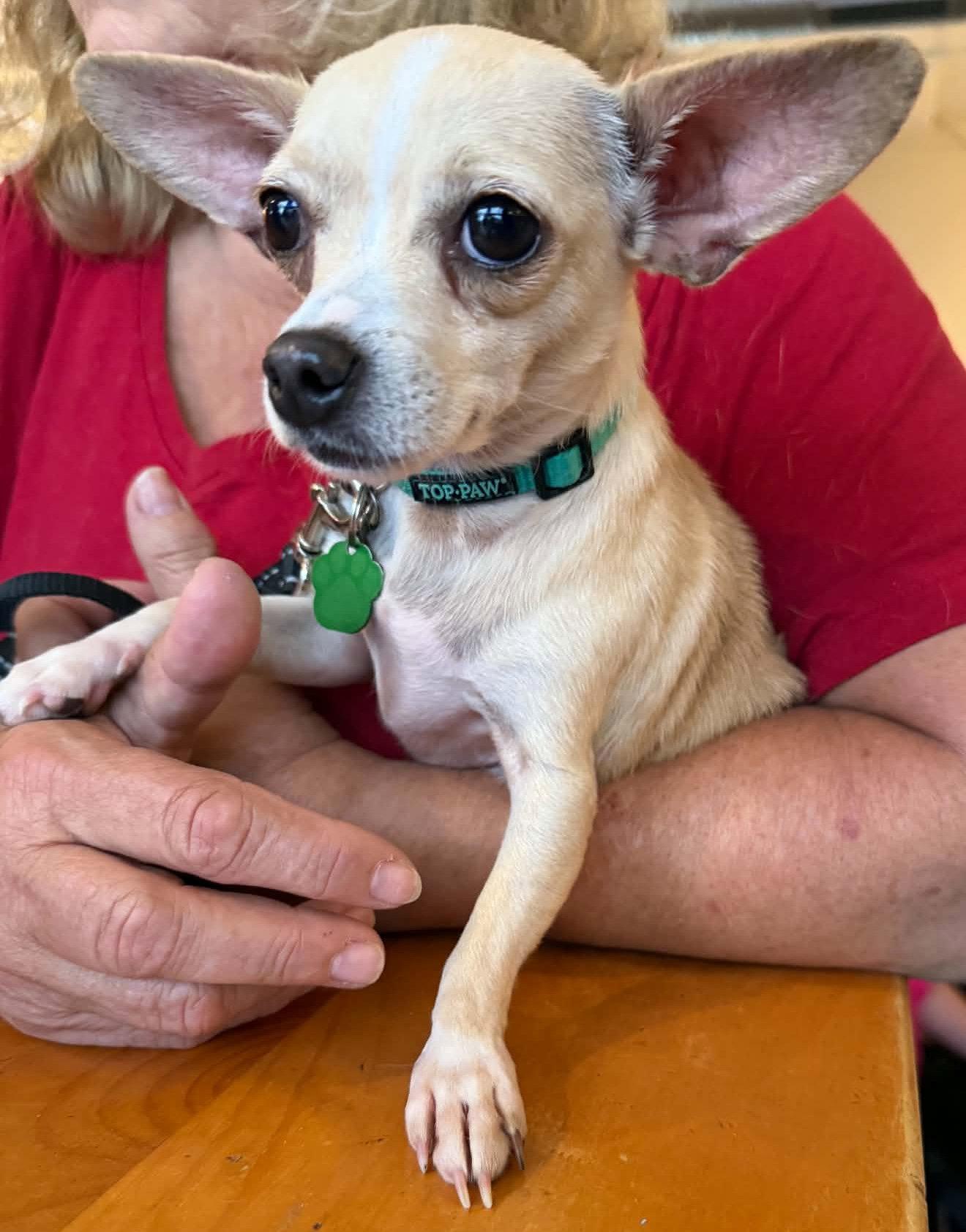 Kane, a Adoptable Chihuahua in Tonawanda, NY image 2/3